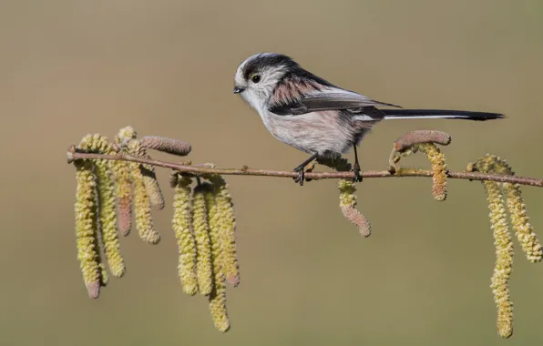 Sprig, bird, earrings, long-tailed tit