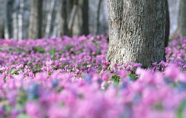 Lilac, spring, a lot, violet