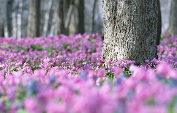 Picture lilac, spring, a lot, violet