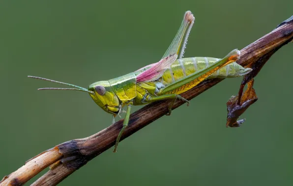 Picture branch, grasshopper, Zelenchuk brachypterous