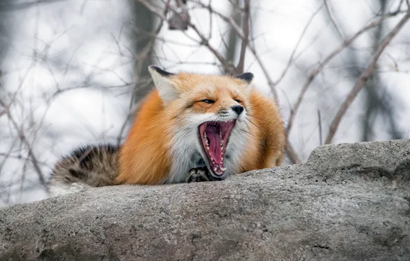 Language, look, face, branches, pose, stone, teeth, mouth
