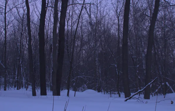 Winter, forest, snow, trees, nature, the evening, twilight, Stan