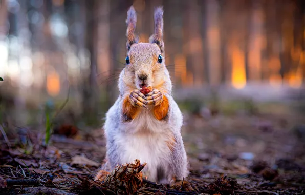 Forest, cutie, Bokeh, Squirrel, Alexey Ilyin
