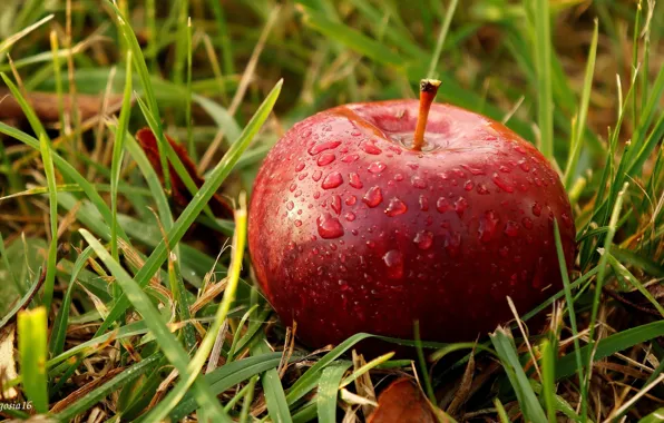Apple, red, autumn, fruit