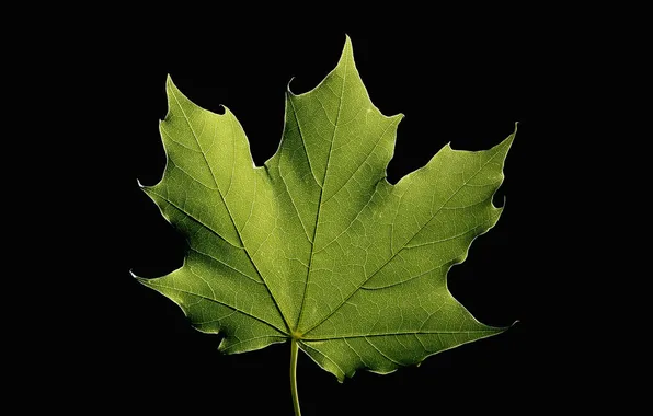 Nature, sheet, maple