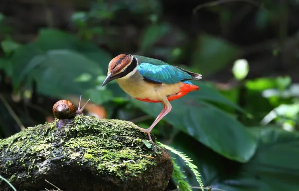 Bird, stone, snail