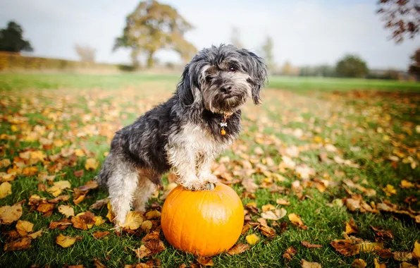 Picture look, each, dog, pumpkin