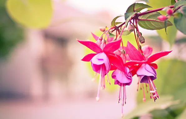 Flowers, branches, background, pink, fuchsia