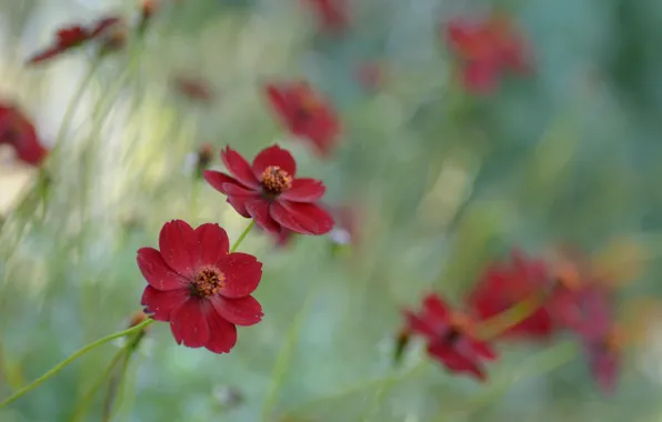 Flowers, cosmos, chocolate cosmos, raspberry chocolate, botanical garden