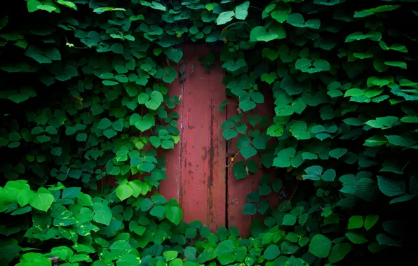 Greens, leaves, nature, foliage, plants, the door