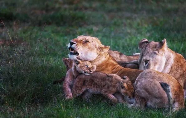 Picture nature, lions, Family story