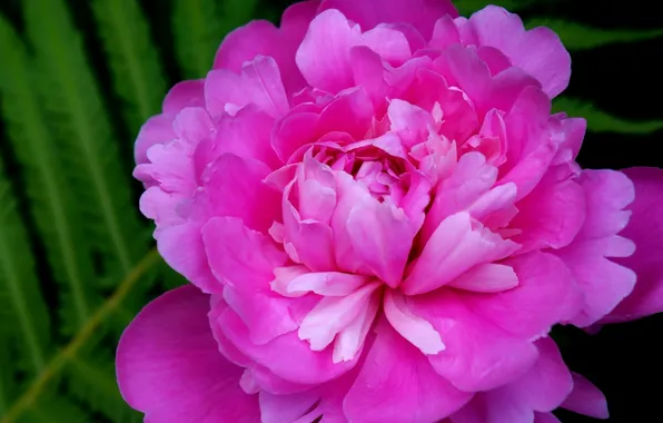 Flower, garden, blooming