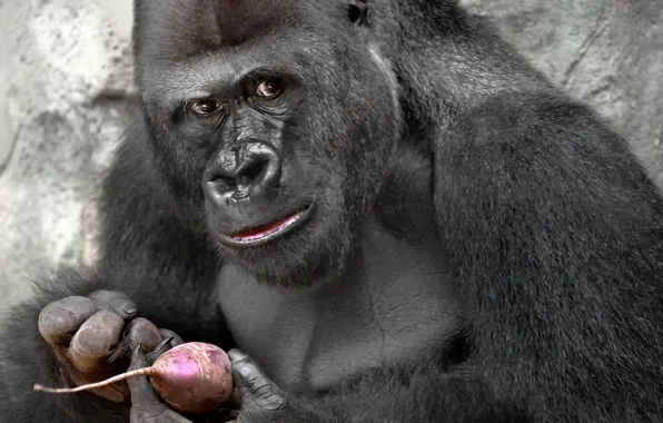 Look, monkey, gorilla