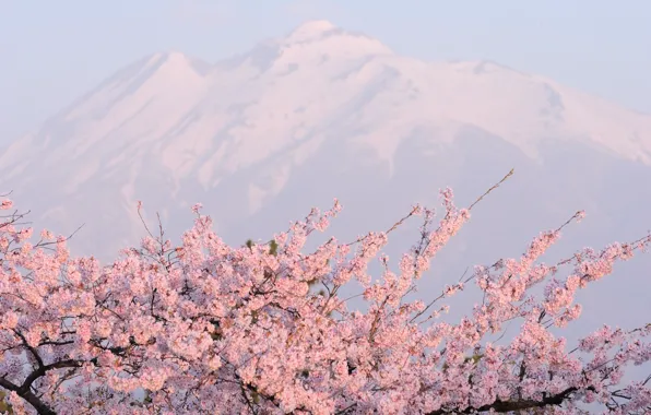 Mountains, pink, cherry blossoms