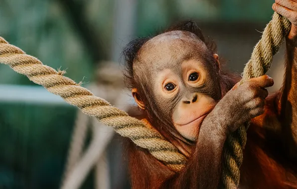 Look, paw, portrait, rope, monkey, rope, face, cub