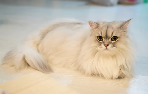 Cat, cat, look, portrait, floor, lies, white, fluffy