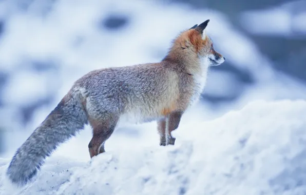 Picture snow, Fox, red, bokeh