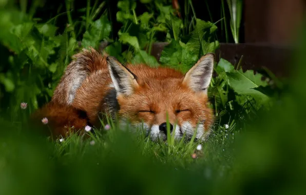 Grass, face, sleep, Fox, red, sleeping