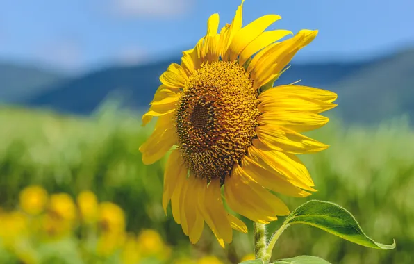 Picture sunflower, petals, the sun, bokeh