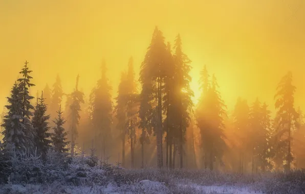 Winter, forest, the sun, rays, light, snow, nature, morning