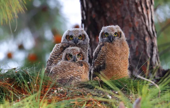 Look, birds, owl, three, owls, needles, trio