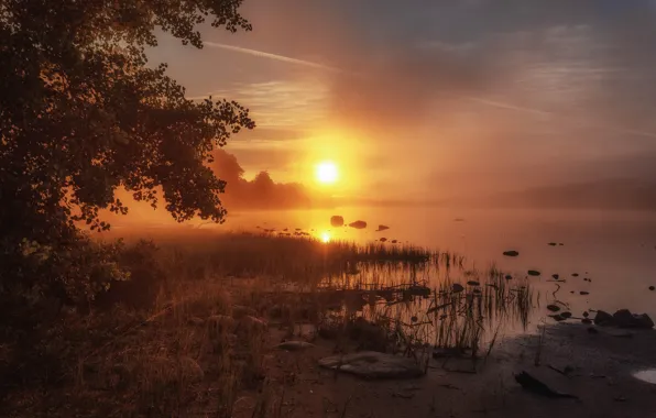 Picture the sky, grass, the sun, light, trees, branches, fog, stones