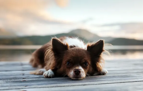 Look, background, each, dog