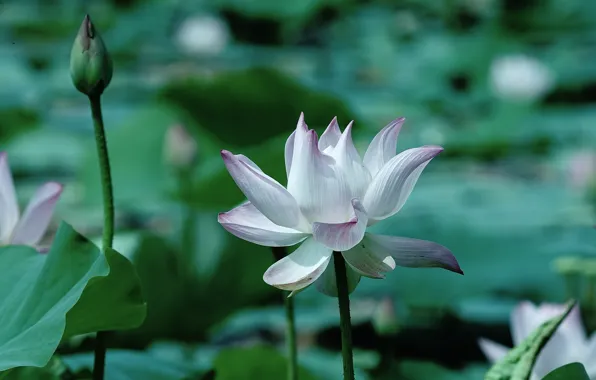 Picture white, leaves, flowers, nature, green, pond, background, Lotus