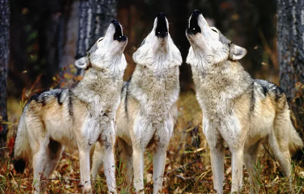 Picture wolves, three, howl