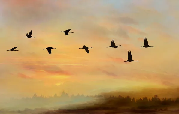 The sky, flight, sunset, birds, pack, silhouettes, cranes