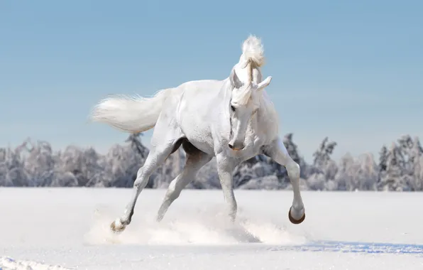 Winter, field, forest, white, look, face, snow, pose
