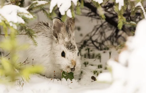 Picture snow, background, rabbit