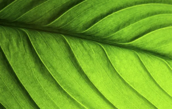 Leaves, macro, Wallpaper for desktop