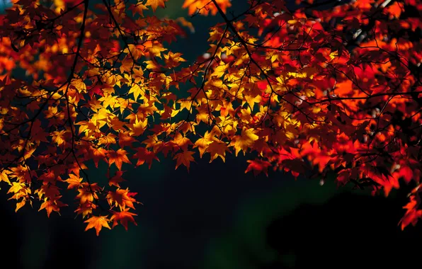 Autumn, leaves, nature, yellow, red, time of the year