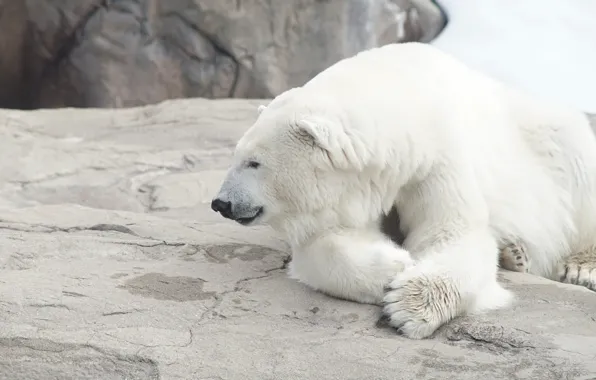 White, face, pose, stones, rocks, bear, lies, polar bear