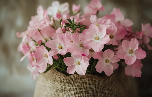 Flowers, bouquet, spring, gentle, pink, a bunch, pouch, spring