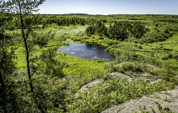 Picture Trees, Canada, Lake, Nature, Ontario