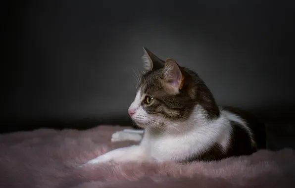 Cat, cat, look, face, striped