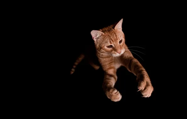 Cat, cat, face, pose, jump, paws, red, black background