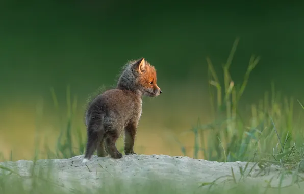 Picture sand, grass, nature, baby, Fox, Fox