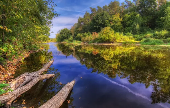 Picture forest, river, trees, nature