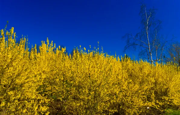 Picture the sky, leaves, trees, flowers, the bushes