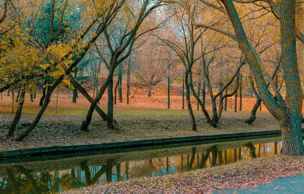 Water, Autumn, Park, Yellow leaves