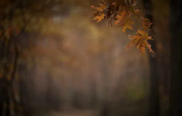 Picture autumn, leaves, Park, branch, blur, alley
