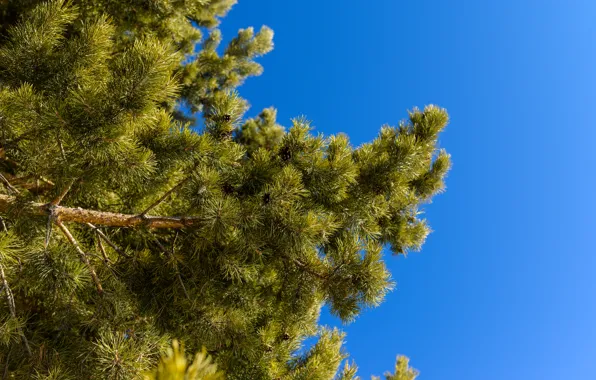 The sky, needles, branches, nature, spruce, pine