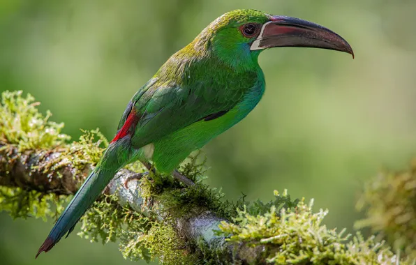 Background, bird, moss, branch, green, Toucan
