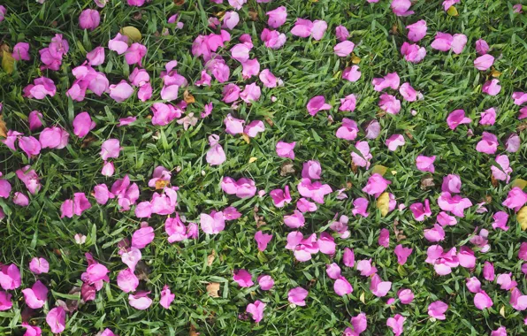 Picture grass, flowers, background, petals, grass, background, purple, petals