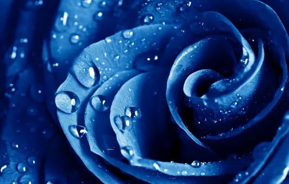 Picture drops, blue, rose