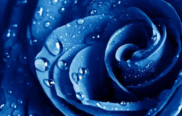 Drops, blue, roses
