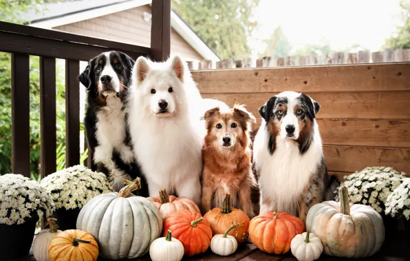 Look, pose, dog, face, Samoyed